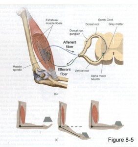 proprioception