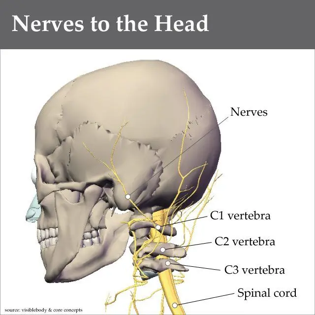 Nerves to the head
