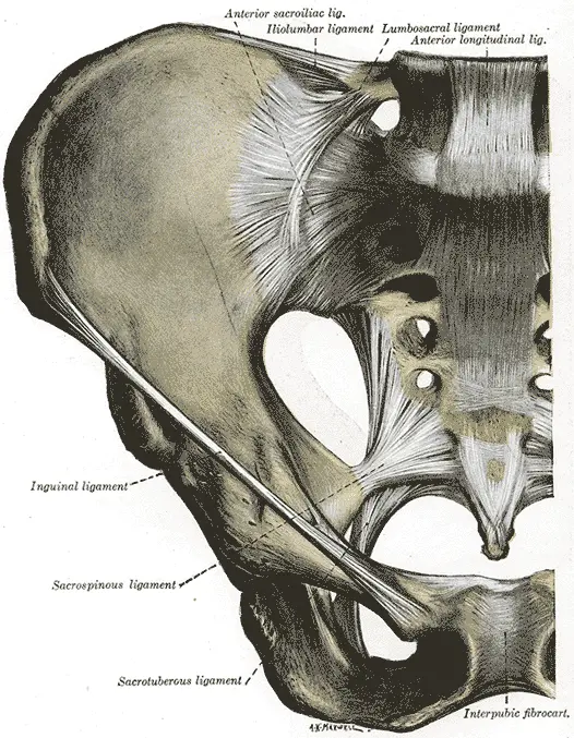 Posterior Pelvic